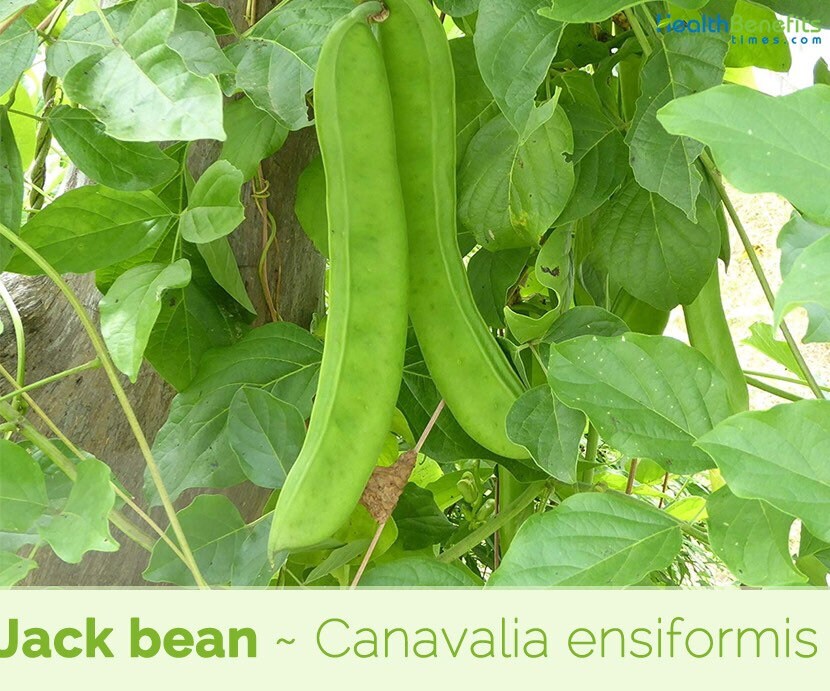 Rare Jack Bean Seeds Horse Bean Canavalia Ensiformis 5 Etsy UK
