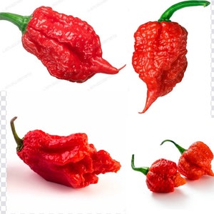 Dried Carolina Reaper Peppers – Red Moon Herbs