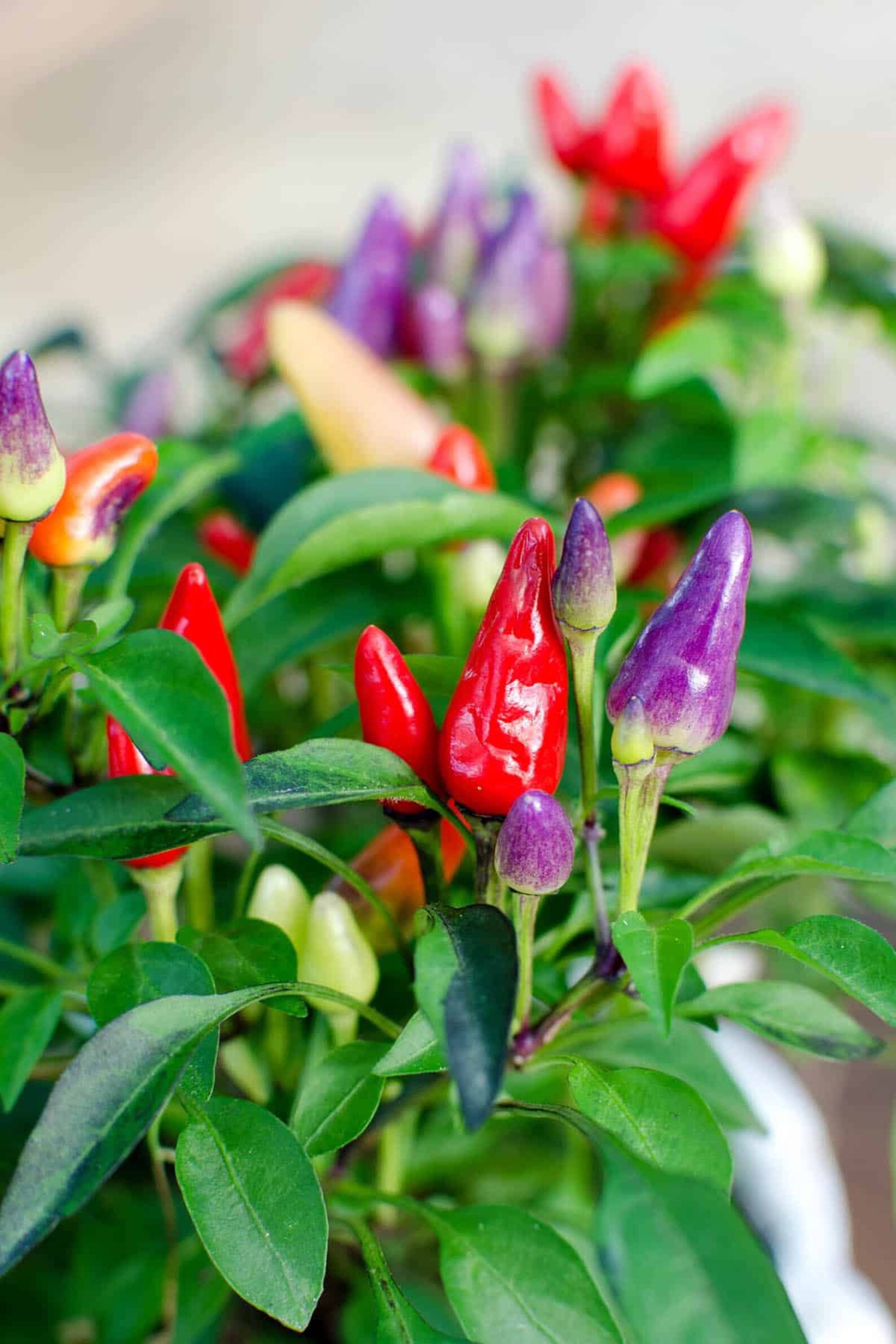 Rainbow Chillies
