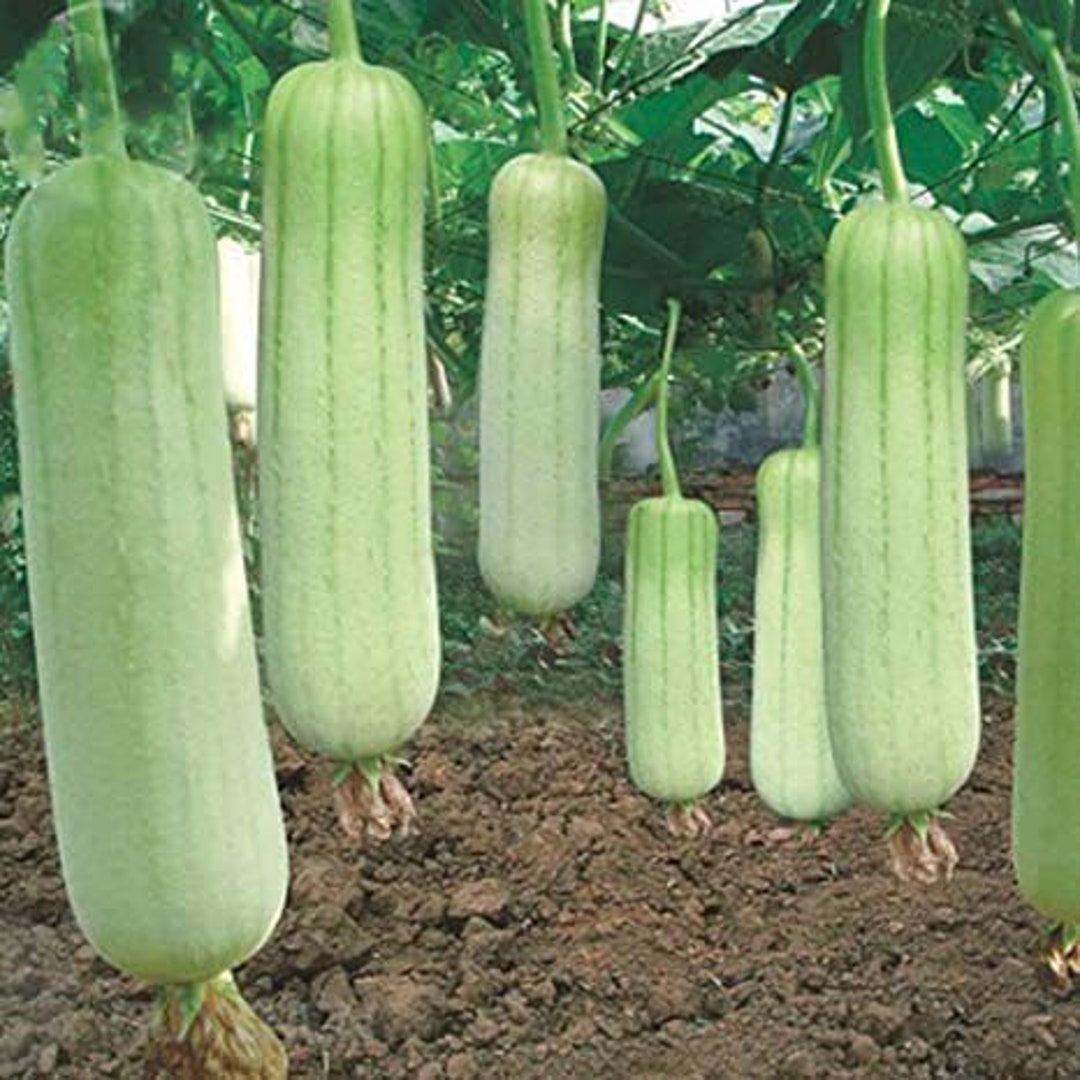 10 White Loofah Seeds Sponge Gourd, Luffa Indian Bangladeshi Dhundol