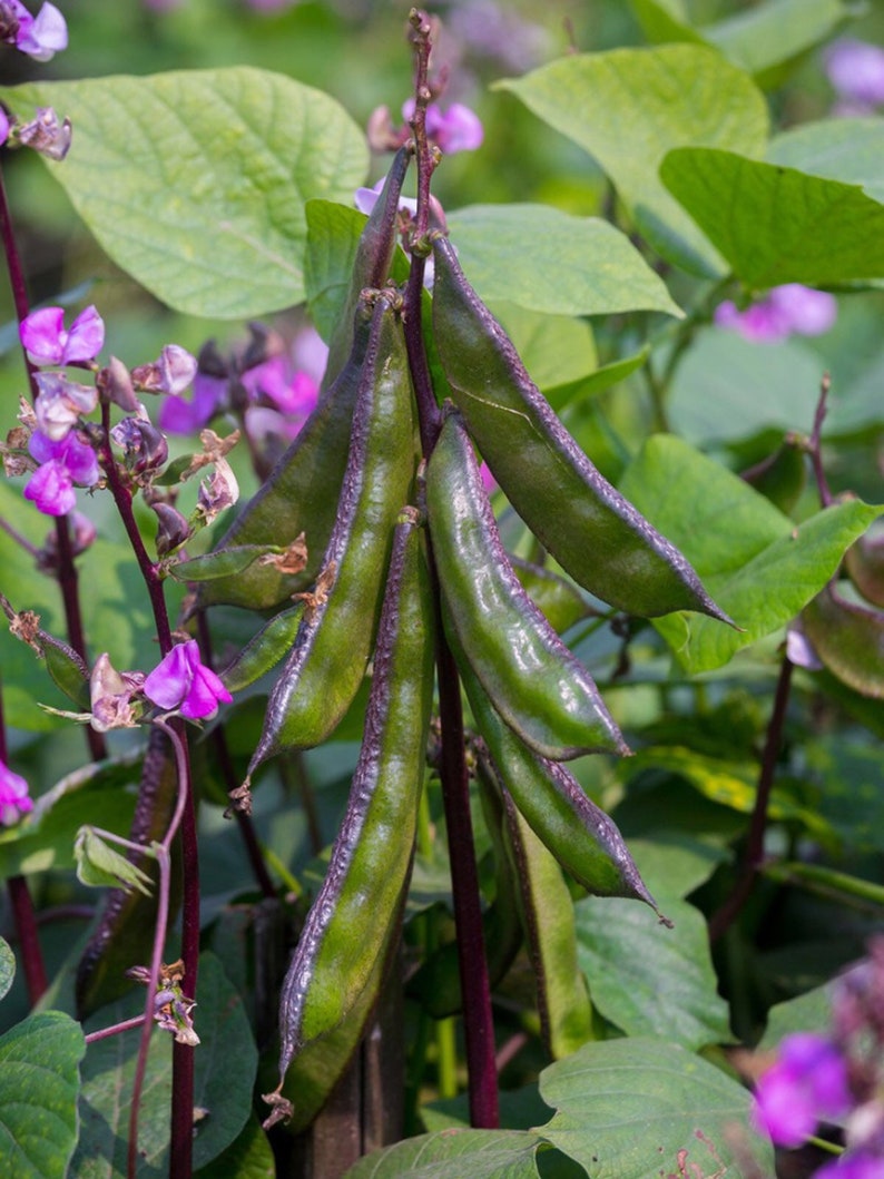 14 Seeds HYACINTH BEAN Lablab Bean Indian Bangladeshi Etsy