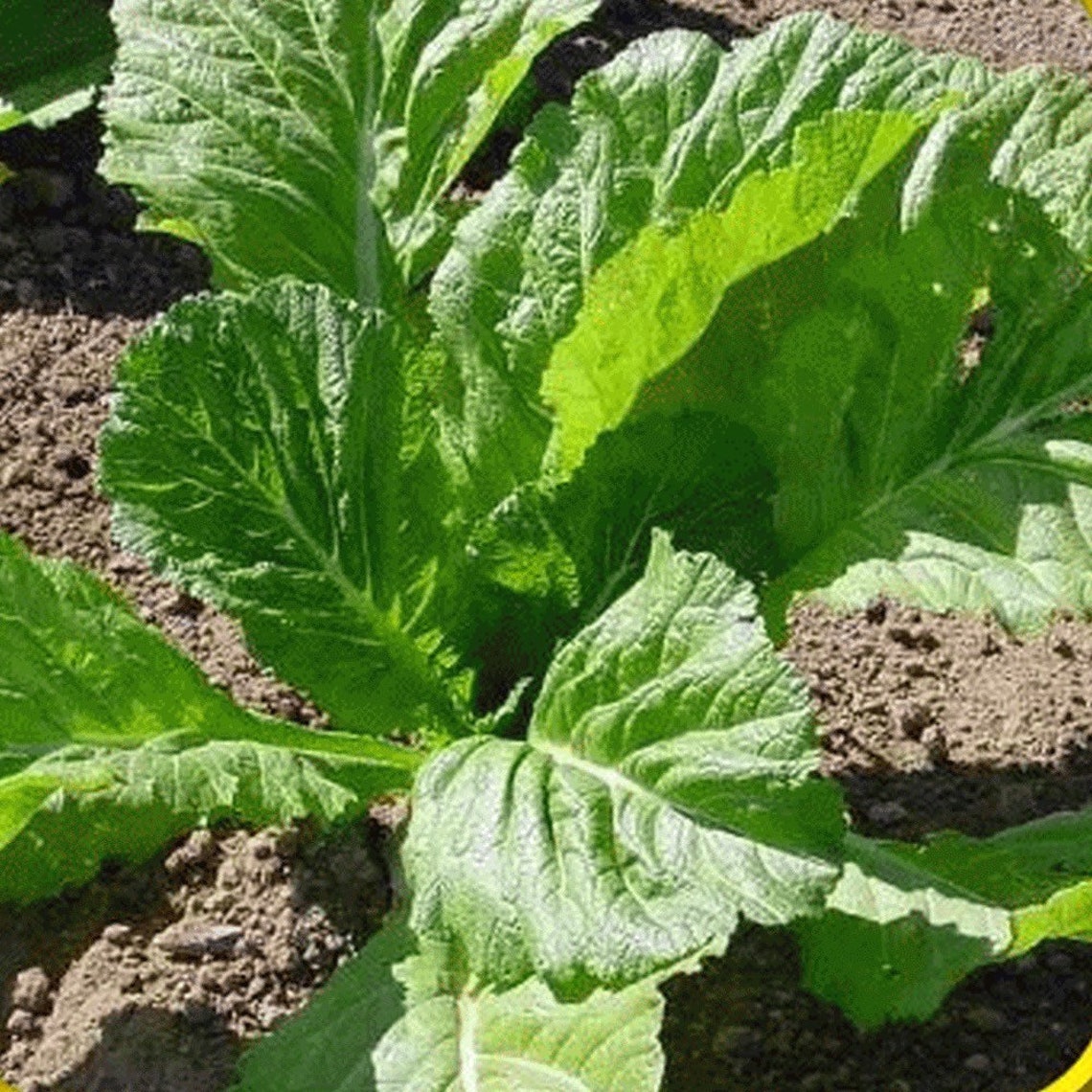 All Season Leaf Mustard Seeds / Sarson / Lai Shak / Saag / Etsy