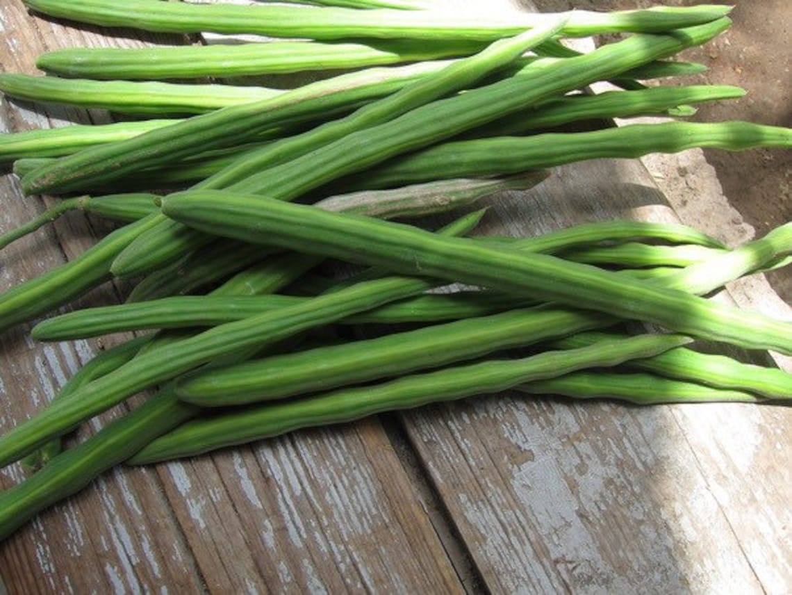 15 Moringa Seeds MORINGA OLEIFERA Drumstick Sajna Indian Etsy
