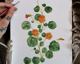 LIMITED EDITION nasturtium giclée print. Fine art print of original watercolor painting, natural history, botanical art.