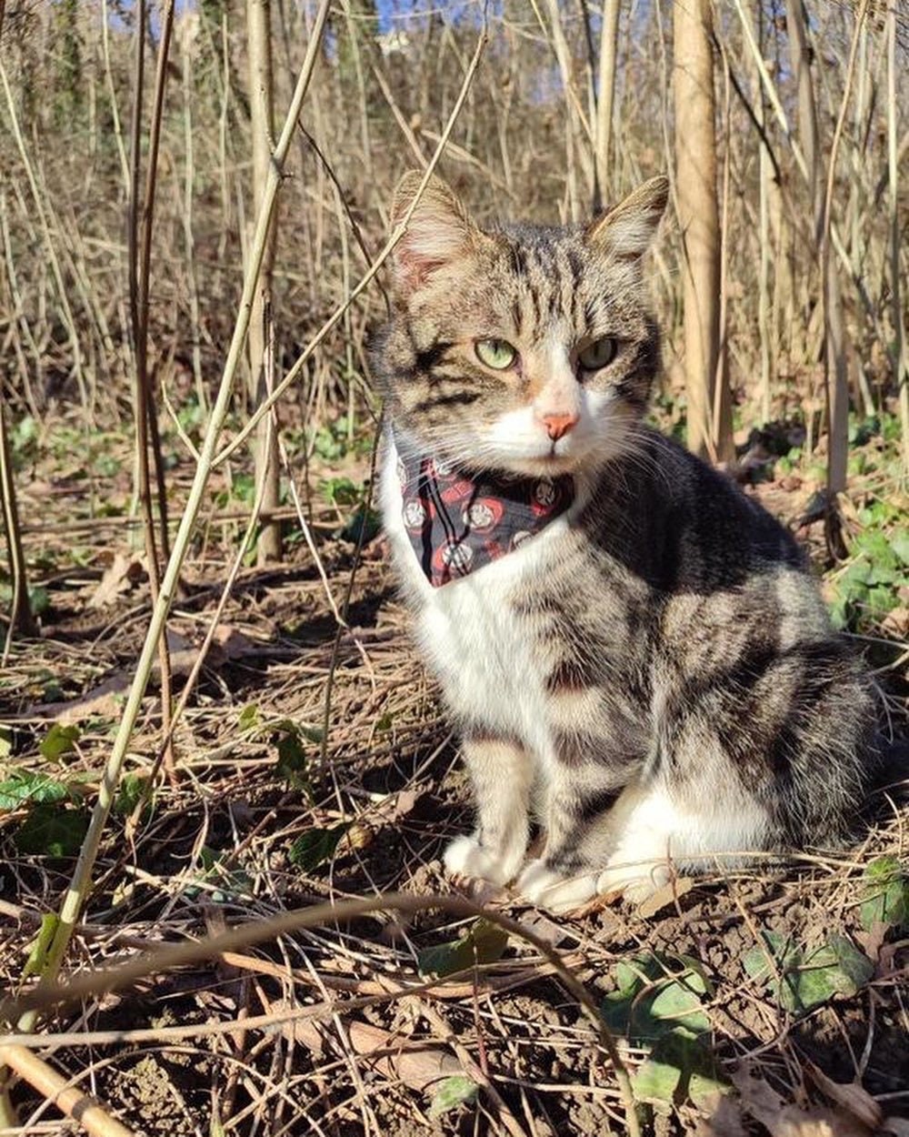 Bandana à Pour Chat