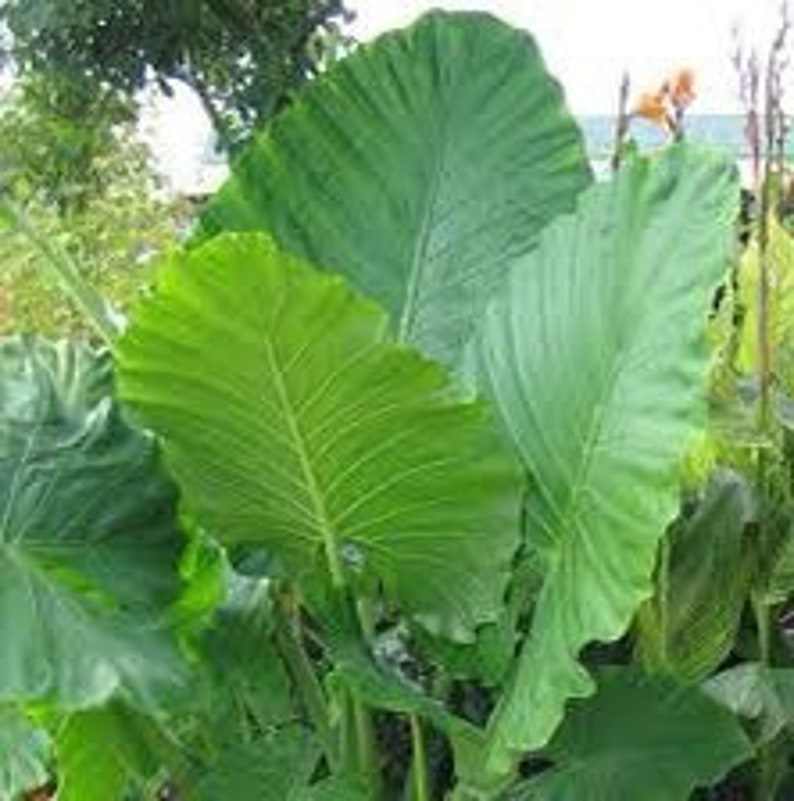 Mammoth Elephant Ear 1 Bulb Tuber Grow Your Own Tropical Etsy