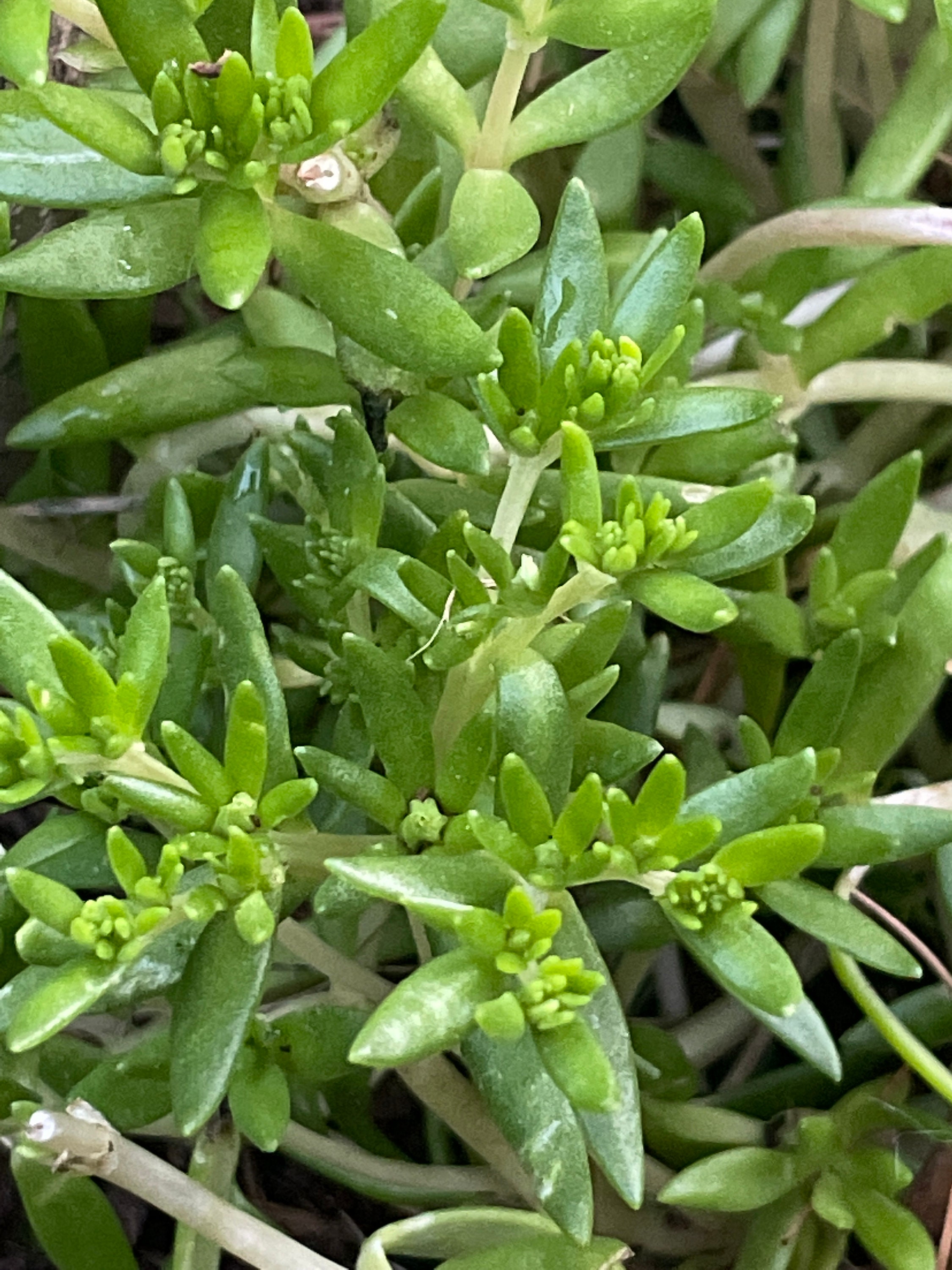 Live Plant Ground Cover Yellow Flowering Sedum Etsy
