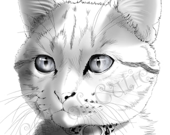 Cat Color Pages/Cat Color Sheets/Digital Animal Color Pages/Cute Cat Color Sheet/Kitty Color Sheet/Cute Kitten Color Sheet