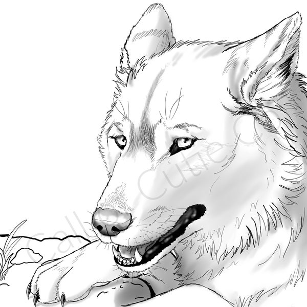 Gray Wolf Color Page/Digital Wolf Coloring Pages/Animal Coloring Pages