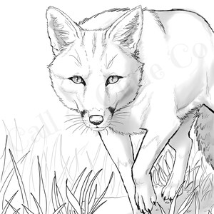 Animal coloring pages fox
