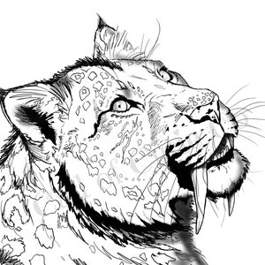 Saber Tooth Tiger Coloring Page, Animal Color Pages