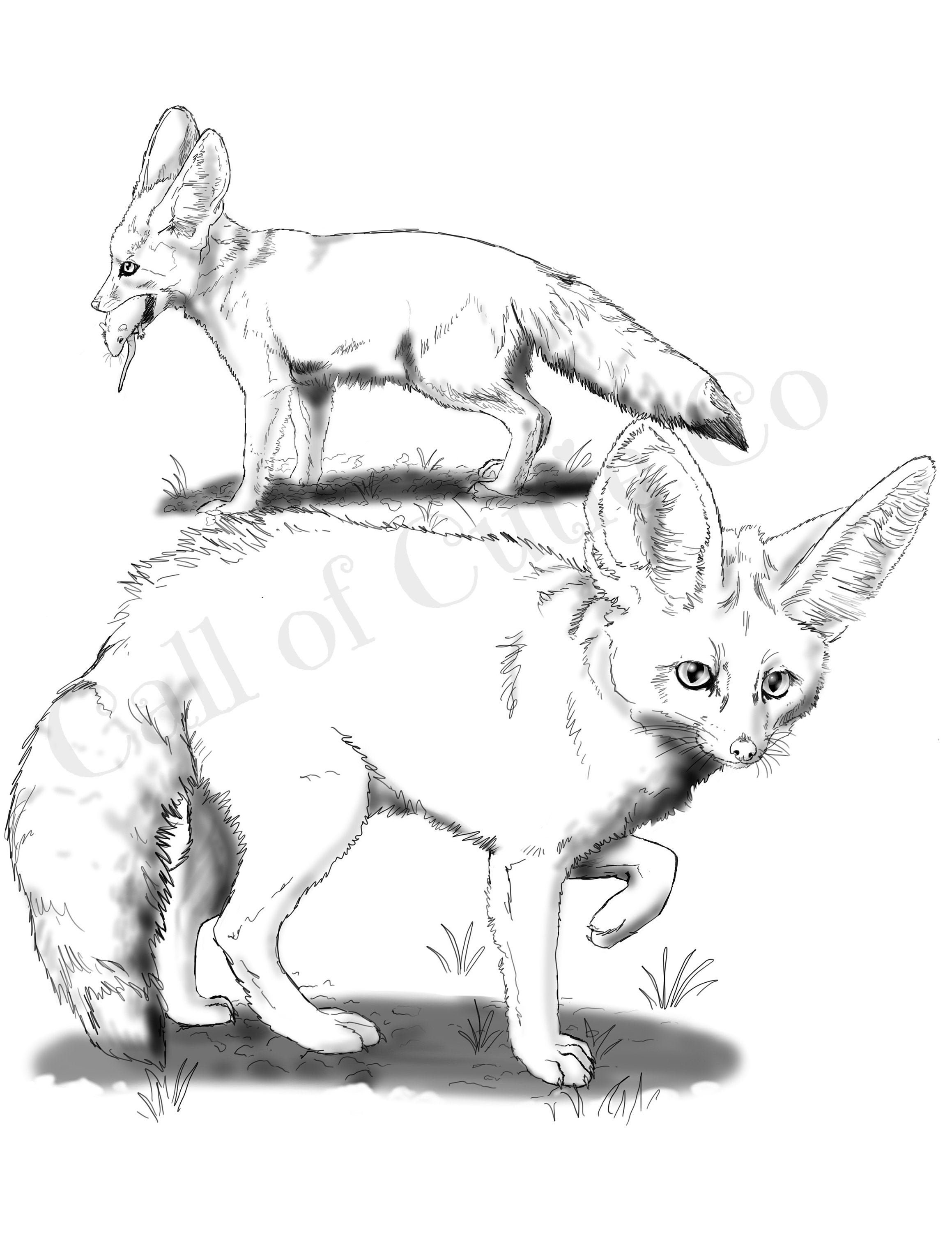 Fennec Fox Coloring Page - Il Fullxfull.3067295461 Cpxb
