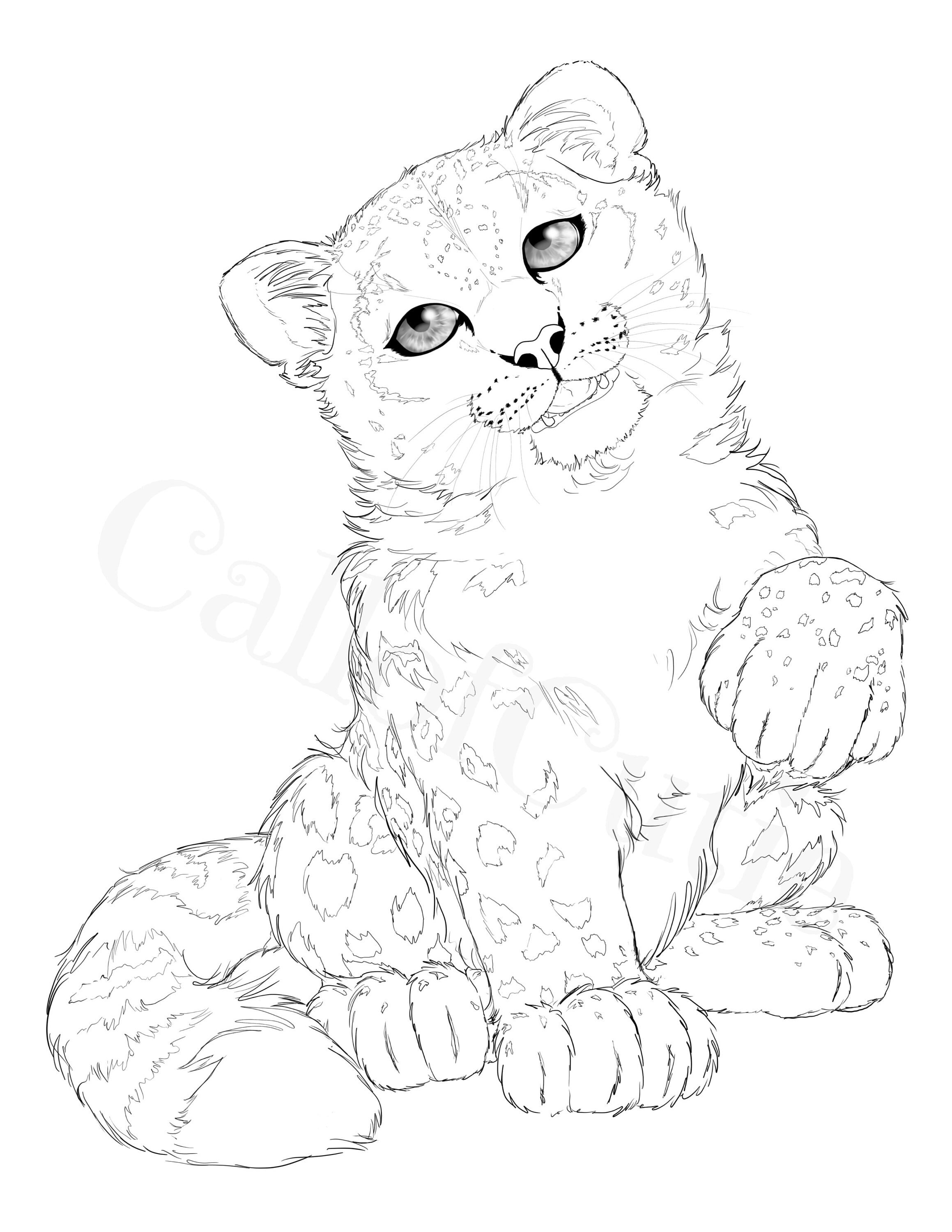 Snow Leopard Color Page/snow Leopard Coloring Page/big Cat Color Sheet