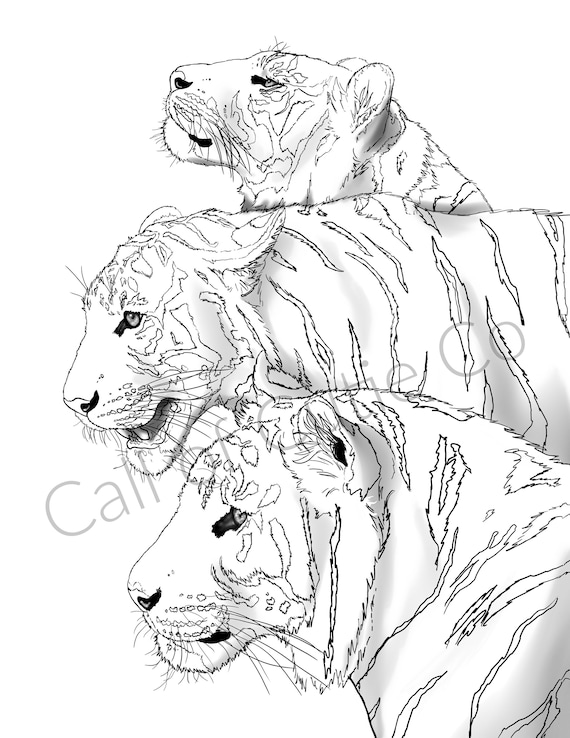 Tigers Coloring Page/ Animal Coloring Page/tiger Color Sheet - Etsy Tigers Coloring Page/ Animal Coloring Page/tiger Color Sheet - Etsy