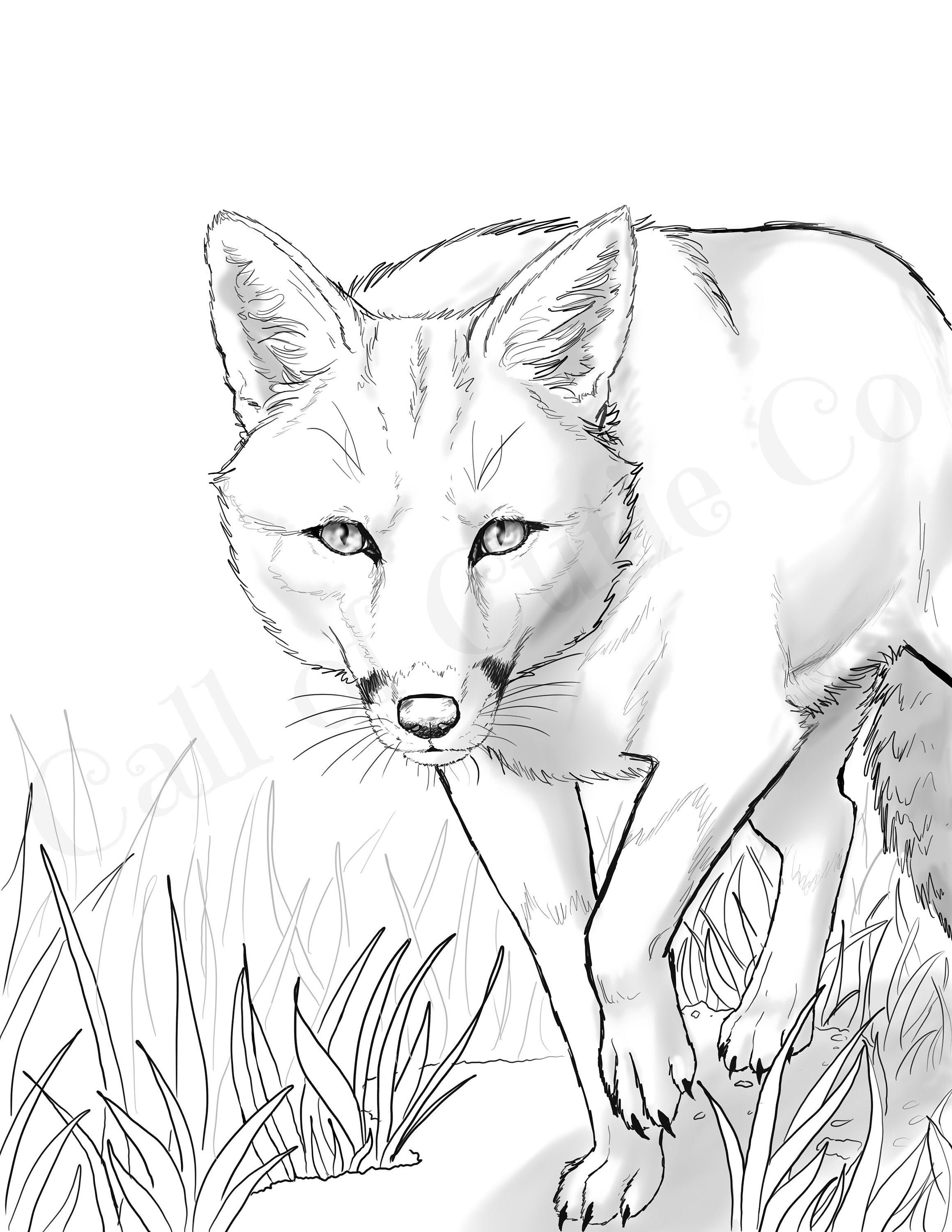 realistic fox coloring pages