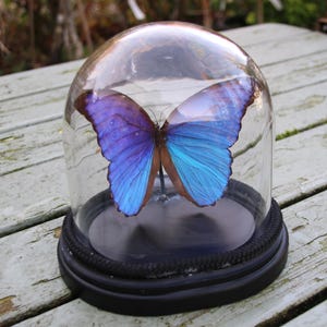 Puede incluir: Una mariposa preservada con vibrantes alas azules y moradas se exhibe bajo una campana de cristal. La mariposa está montada sobre una base negra, encerrada en una cúpula de cristal transparente con un borde negro. La campana descansa sobre una superficie de madera envejecida.