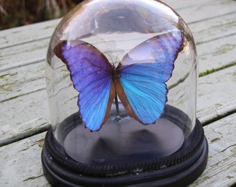 Morpho didius in glazen koepel