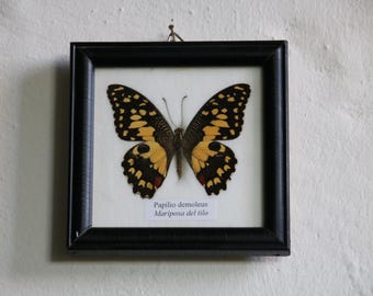 Papilio demoleus na ścianę