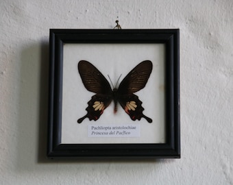 Pachliopta aristolochiae na ścianę
