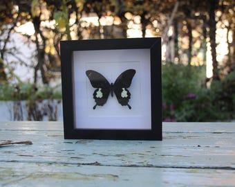 Papilio nephelus na powierzchnię lub ścianę