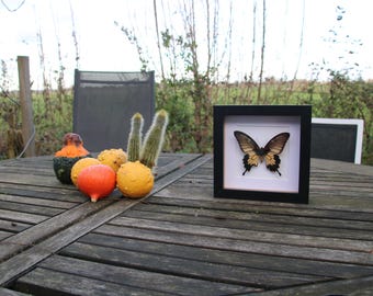 Papilio lowi na powierzchnię lub ścianę