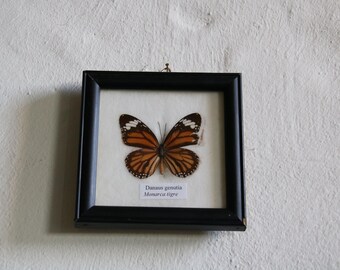Danaus genutia na ścianę