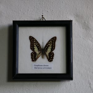 Könnte beinhalten: Ein gerahmtes Schmetterlingspräparat, Graphium doson, mit braunen und cremefarbenen Flügeln und einem gefleckten Muster. Der schwarze quadratische Rahmen hängt an einer weißen strukturierten Wand. Ein dekoratives Objekt.