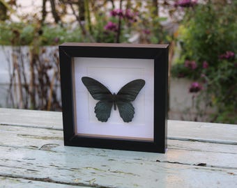 May include: A framed butterfly specimen, dark teal in colour, presented on a white background within a black square frame. The frame is displayed on a weathered, light-coloured wooden surface, with a blurred outdoor background.