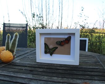 May include: A white framed artwork featuring two butterflies. One butterfly has black and yellow wings, the other has orange and black wings. The artwork is displayed on a wooden table with gourds and cacti.