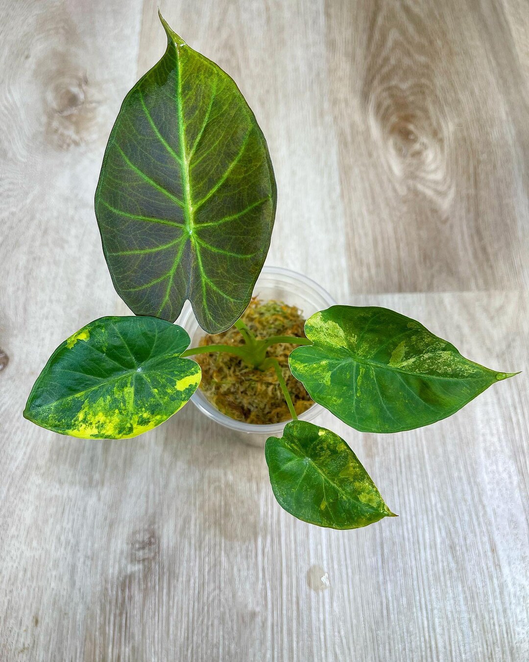 Alocasia Regal Shield Aurea Variegated Corms With Free Heat Pack & Phyto Certificate Guarantee