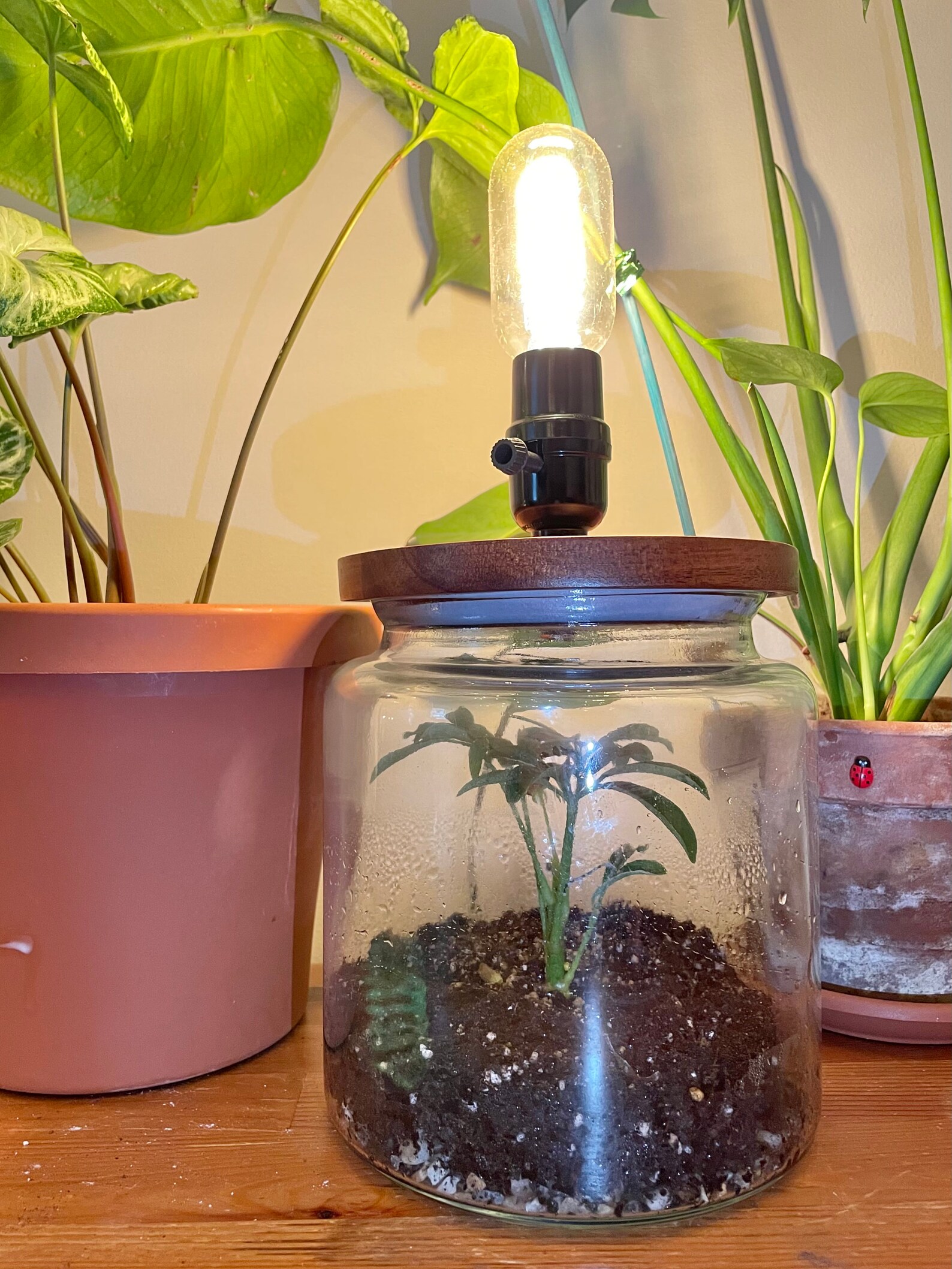 Terrarium Lamp Etsy