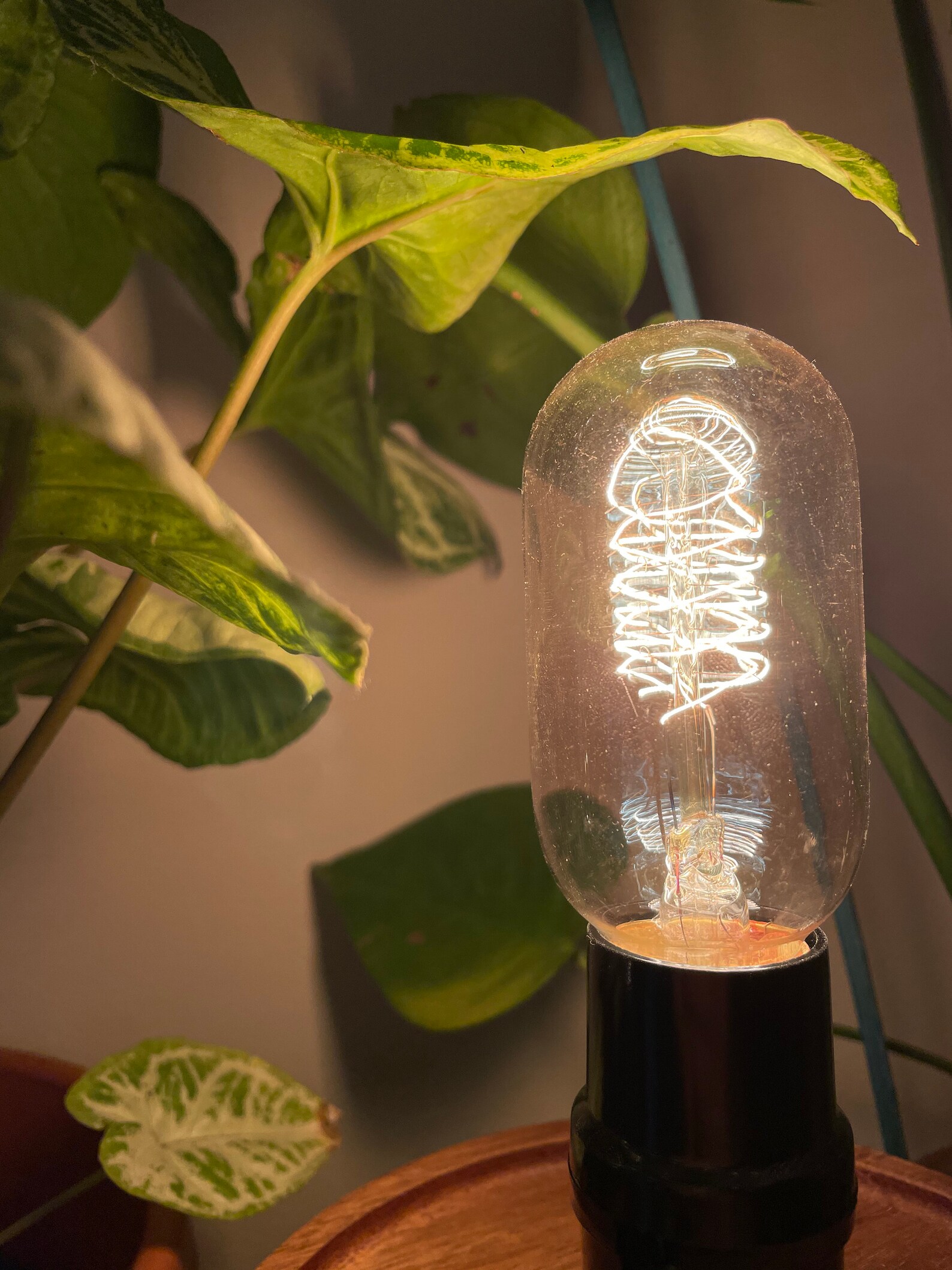 Terrarium Lamp Etsy
