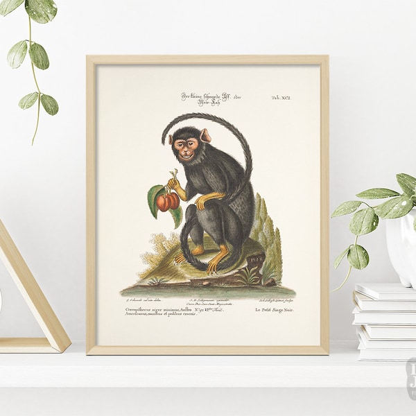 1700s Reproduction French Poster | Monkey Primates | Giclée Art Print