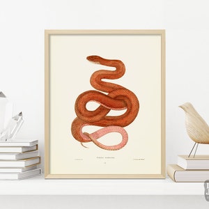 Vintage Snake Painting Poster | Red Snake Reptile Art | Giclée Art Print