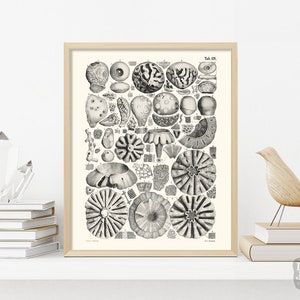 Vintage Paleontology Poster | Marine Fossil Sea Sponge Paleontology | Giclée Art Print