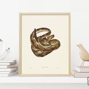 Vintage Snake Painting Poster | Rattle Snake Reptile Art | Giclée Art Print