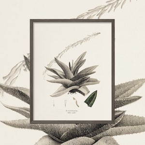 Aloe Species Succulent Drawing | 1800s Pencil Drawing Cactus Artwork | Repro Antique Botanical Poster | Plant Lover Gift Gardener Present