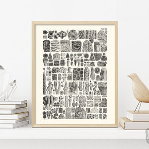 Vintage Paleontology Poster | Marine Fossil Stony Corals Paleontology | Giclée Art Print
