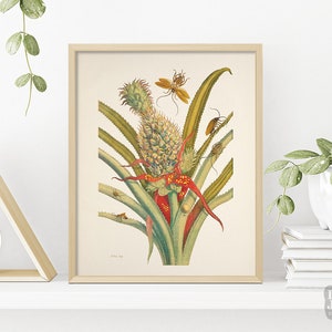 1700s Pineapple Plant and Cockcroaches Drawing | Vintage Reproduction Botanical Poster | Giclée Archival Art Poster