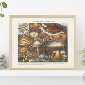 1800s Reproduction Mushroom Poster | Poisonous Mushrooms Fungi | Giclée Art Print