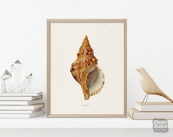 Seashell Poster Antique Reproduction | Triton Seashell Marine Life | Giclée Archival Quality Print