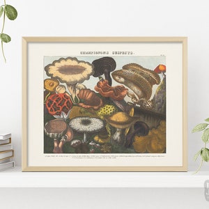 1800s Reproduction Mushroom Poster | Suspicious Mushrooms Fungi | Giclée Art Print