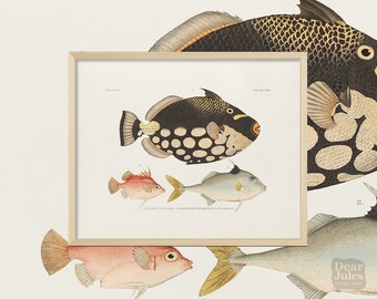Fish Poster Antique Reproduction | Triggerfish Marine Life | Giclée Archival Art Print