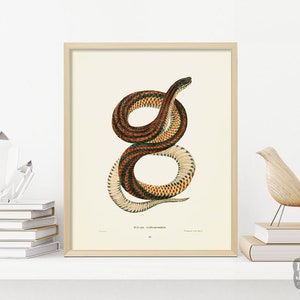 Vintage Snake Painting Poster | Striped Snake Reptile Art | Giclée Art Print