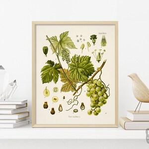 Vintage 1800 Botanisches Plakat | Weinrebe Wein Pflanze | Wein Poster | Kunstdruck
