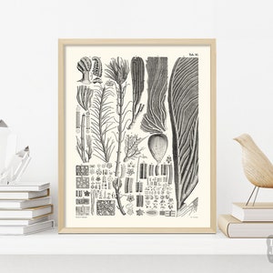 Vintage Paleontology Poster | Marine Fossil Sea Lily Paleontology | Giclée Art Print