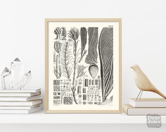 Vintage Paleontology Poster | Marine Fossil Sea Lily Paleontology | Giclée Art Print