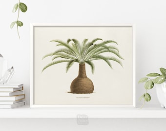 1800s Sago Palm Plant Wall Art | Vintage Botany Poster | Giclée Art Print