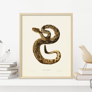 Vintage Snake Painting Poster | Rattle Snake Reptile Art | Giclée Art Print