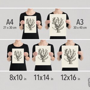 May include: A comparison of print sizes for a vintage botanical illustration of a coral. The image shows the print in 8x10 inches, 11x14 inches, and 12x16 inches. The print is also shown in A4 (21 x 30 cm) and A3 (30 x 40 cm) sizes.